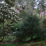 Tregrehan Garden